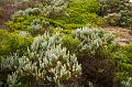 Heathland, Barwon Heads IMGP4484